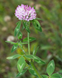 Rdklver (Trifolium pratense).jpg