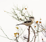 Great Grey Shrike, Varfgel, (Lanius excubitor excubitor).jpg