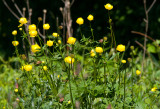 Globeflower, Smrboll, (Trollius europaeus).jpg