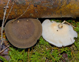 Polyporus brumalis, Vinterticka.jpg