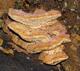 Polypores and other fungi without gills