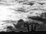 Trees and Clouds