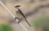 Grauwe Klauwier (Red-backed Shrike)