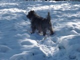 Tessa pasture snow-crop y.jpg