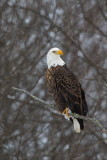 Bald Eagles of The North Woods