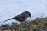 8062 Boreal Chickadee.jpg