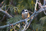 Nuthatches