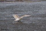 8085 Iceland Gull.jpg