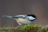 Chickadees and Titmice