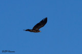 8176 Bald Eagle immature.jpg