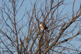 8182 Red-tailed Hawk.jpg