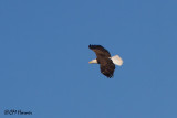 8233 Bald Eagle adult