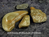 2018 Fossils #5 RX400380 (Stacked)  (Polished).jpg