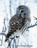 Barred Owl