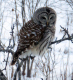 Barrred Owl
