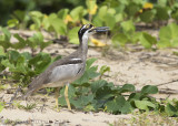 Beach Stone-Curlew (Esacus neglectus)