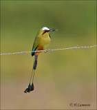 Turquoise-browed Motmot - Wenkbrauwmotmot - Eumomota superciliosa