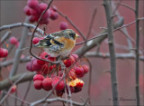 Brambling - Keep - Fringilla montifringilla