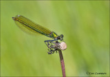 Banded demoiselle - Weidebeekjuffer - Calopteryx splendens