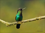 fiery throated Hummingbird - Irazukolibrie - Panterpe insignis
