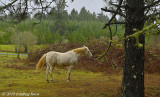 Cloud in the Pasture