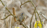 A Very Wet White Crowned Sparrow