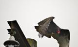 Turkey Vulture Taking Flight