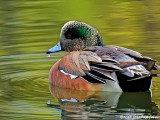 The Beautiful American Widgeon