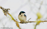 Tree Swallow, Sitting Still for a Change!