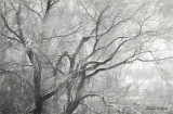 Winter_tree.jpg