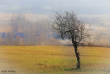Lonesome_Tree