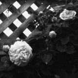 almost_bw_2