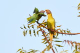 Plum-headed Parakeet / Blommehovedet Ædelparakit, 1X8A8947,19-01-19.jpg