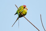 Plum-headed Parakeet / Blommehovedet Ædelparakit, 1X8A9055,19-01-19.jpg