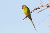 Plum-headed Parakeet / Blommehovedet Ædelparakit, 1X8A3416,29-01-19.jpg