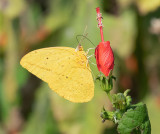 Large Orange Sulphur