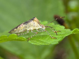 Spot-sided Coreid