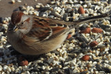 Sparrow's