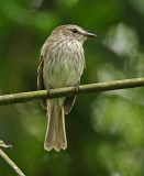 Bran-colored Flycatcher