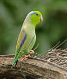 Pacific Parrotlet