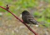 Black Phoebe