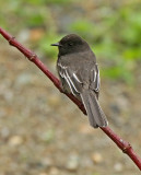 Black Phoebe