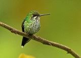 Peruvian Raquettail