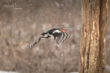 Great Spotted Woodpecker 