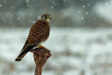 Kestrel-CASCINA SPINOLA