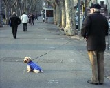 Man and Dog, Beziers, France