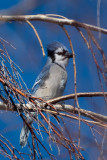 Blue Jay