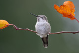 hummingbirds