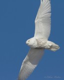 Harfang des neiges_6403 - Snowy Owl