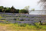 Texas Bluebonnets